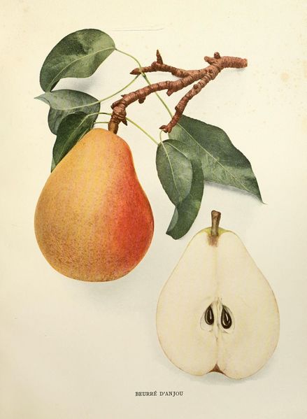 Fichier:Beurré-d'Anjou pearsofnewyork 1921.jpg