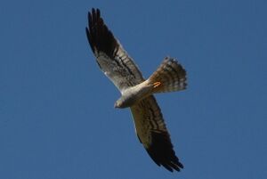 Photographie de l'animal.