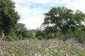 Chemille camifolia 1440.JPG