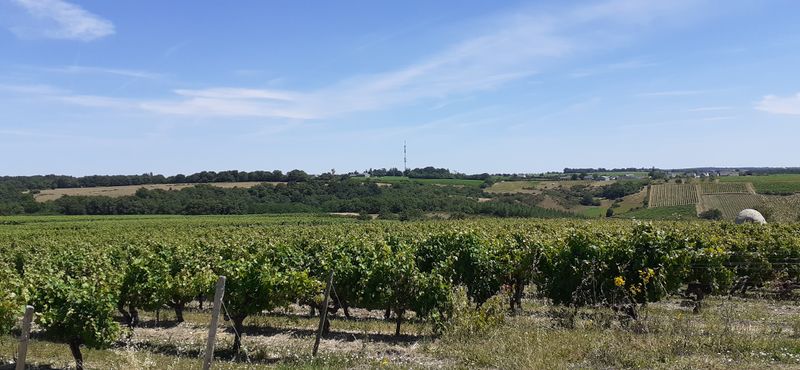 Fichier:Coteau saintaubin r20-46.jpg