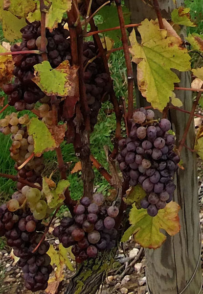 Fichier:Coteauxdulayon saintaubindeluigne 2013-2b.jpg