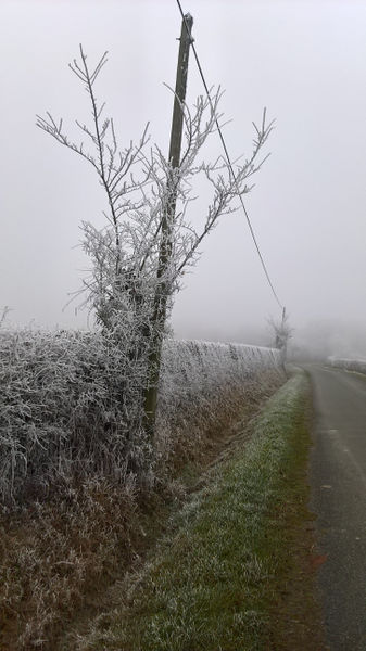 Fichier:Anjou givre 20161231 o.jpg