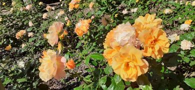 Cheminsrose 104853.jpg