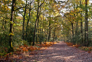 Photographie de la forêt.