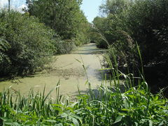 Bouzille boire ste catherine1 2012.jpg