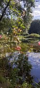Cheminsrose 104022.jpg