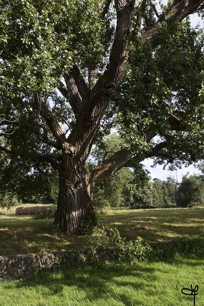Fichier:Denee mantelon arbre 2008.jpg