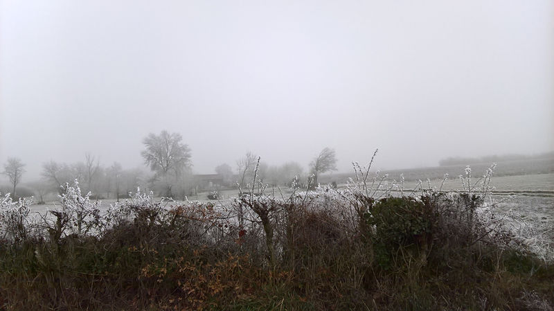 Fichier:Anjou givre 20161231 d.jpg