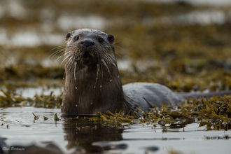 Photographie de l'animal.