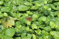 Chemille camifolia 1471.JPG