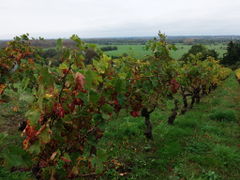 Cornicheangevine lahaielongue 2013-2.jpg
