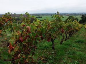 Viticulture angevine.
