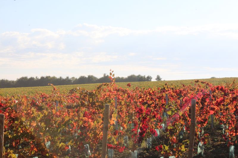 Fichier:Vignes coteaux du layon rochefort 2018 5212.jpg