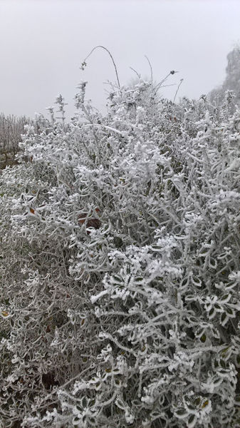 Fichier:Anjou givre 20161231 t.jpg