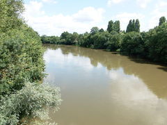 Guillemette bras de la loire-2014a.JPG