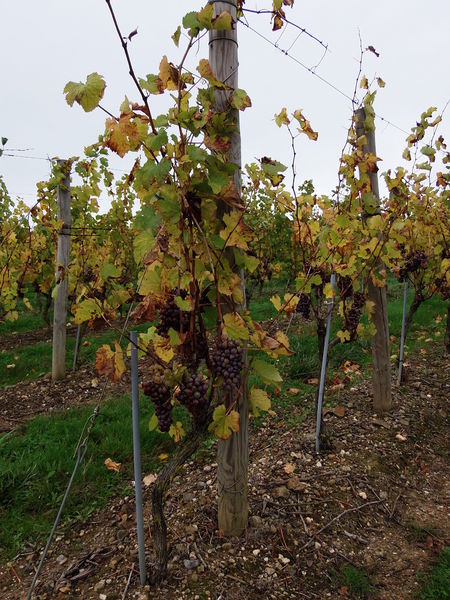 Fichier:Coteauxdulayon saintaubindeluigne 2013-3.jpg