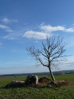 Photographie du dolmen du Griffier.
