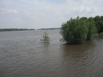 Photographie de la Loire à Chênehutte-Trèves-Cunault.