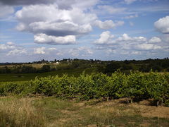 Rochefortsurloire vignes lacroixblanche-2008b.jpg