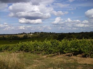 Photographie de vignes.