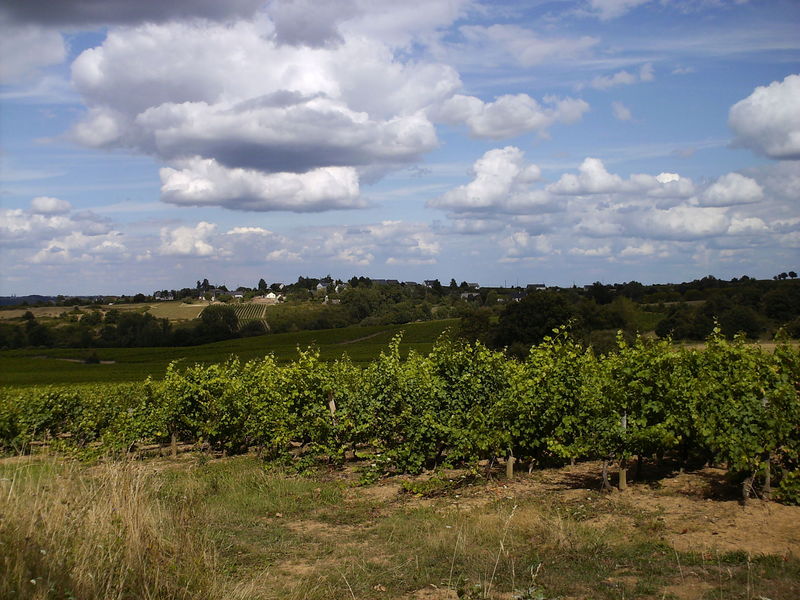 Fichier:Rochefortsurloire vignes lacroixblanche-2008b.jpg