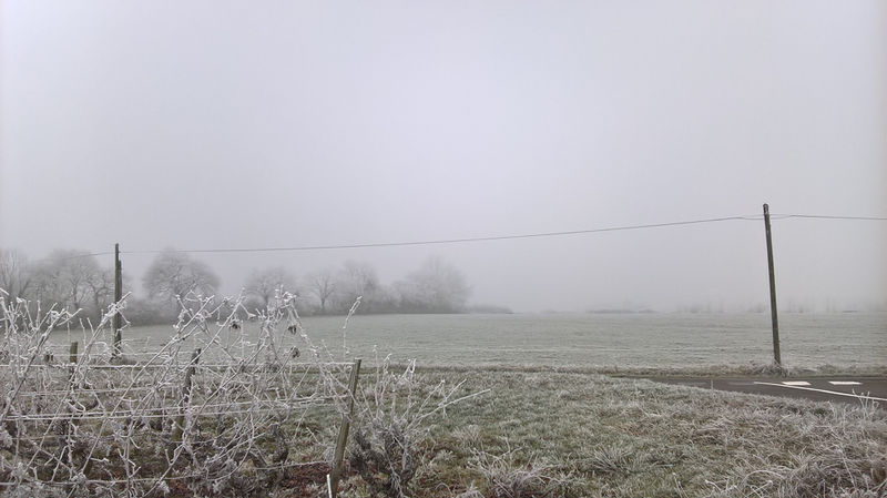 Fichier:Anjou givre 20161231 c.jpg