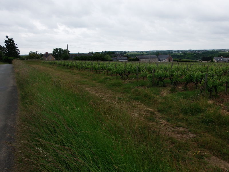 Fichier:Rochefortsurloire chaume-2015d.jpg