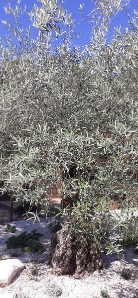 Fichier:Terrabotanica 2020 110536.jpg