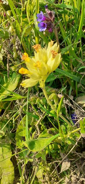 Fichier:Fleurs de printemps 2023 0943.jpg