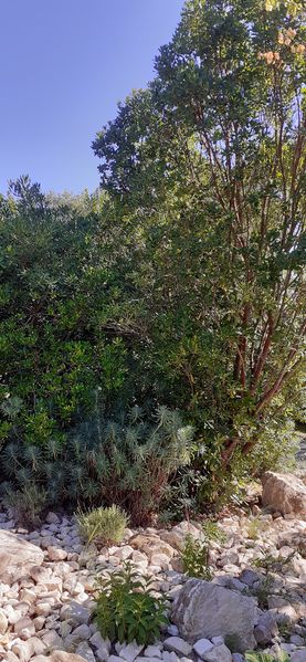 Fichier:Terrabotanica 2020 105347.jpg