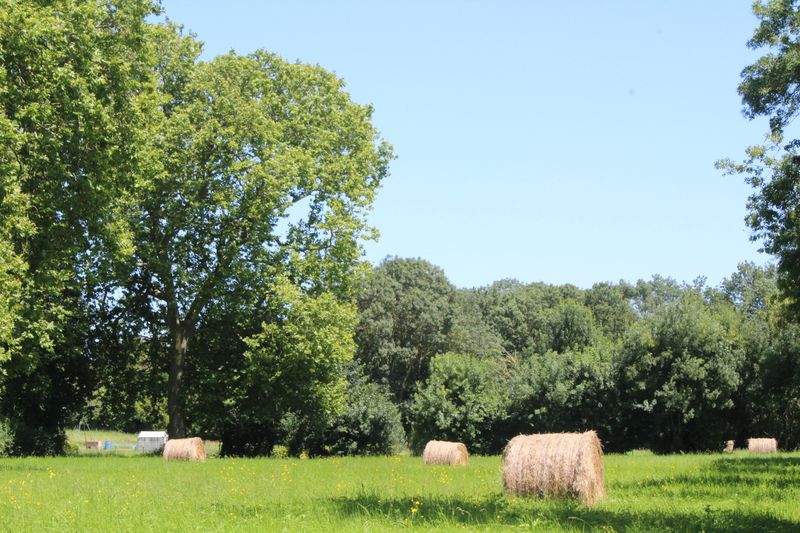 Fichier:La possonnière bords de loire 2021-9411.JPG