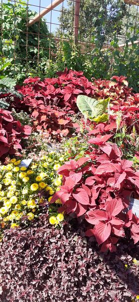 Fichier:Terrabotanica 2020 112554.jpg