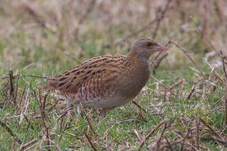Photographie de l'animal.