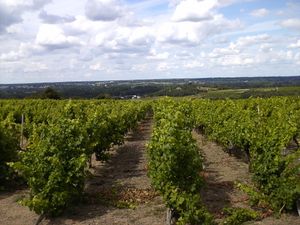 Photographie de vignes à Rochefort.