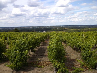 Photographie de vignes à Rochefort-sur-Loire.