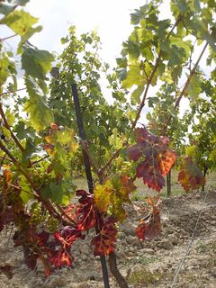 Photographie de vignes dans les coteaux du Layon.