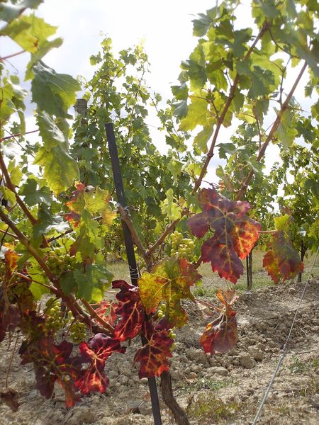 Fichier:Coteaux du layon vignes 2008.jpg