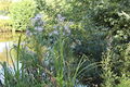 Layon saintaubindeluigne - 2017 2353.jpg
