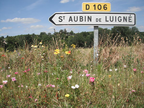 Photographie Saint-Aubin-de-Luigné.