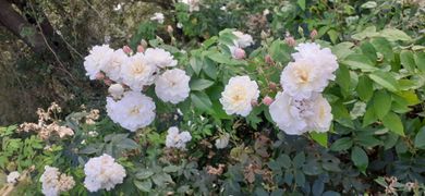 Cheminsrose 101013.jpg