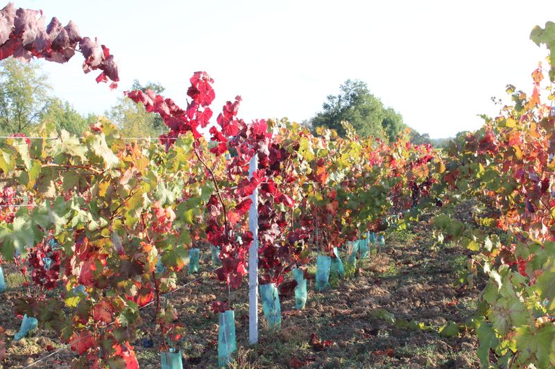 Fichier:Vignes coteaux du layon rochefort 2018 5208.jpg