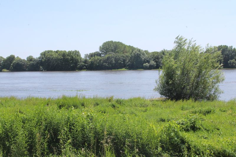 Fichier:La possonnière bords de loire 2021-9409.JPG