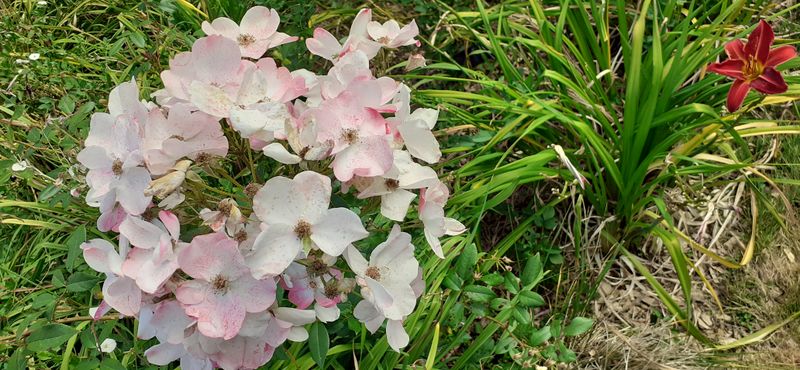 Fichier:Cheminsrose 101058.jpg