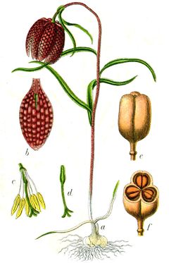 Illustration de la fritillaire pintade.