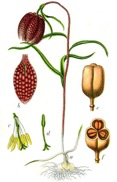Fichier:Fritillaria meleagris Sturm 1796.jpg