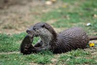 Photographie d'une loutre.