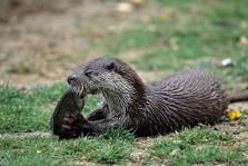 Photographie d'une loutre.