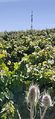 Vignes relais rochefort r20-38.jpg