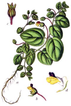 Illustration de la Linaria spuria.