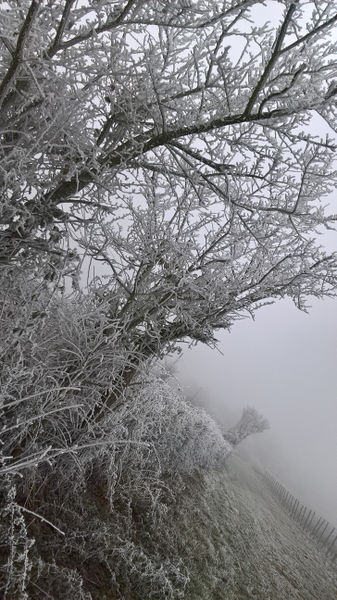 Fichier:Anjou givre 20161231 n.jpg